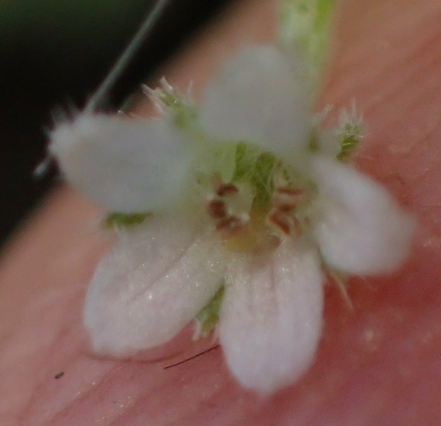 High Resolution Nemophila parviflora parviflora Flower
